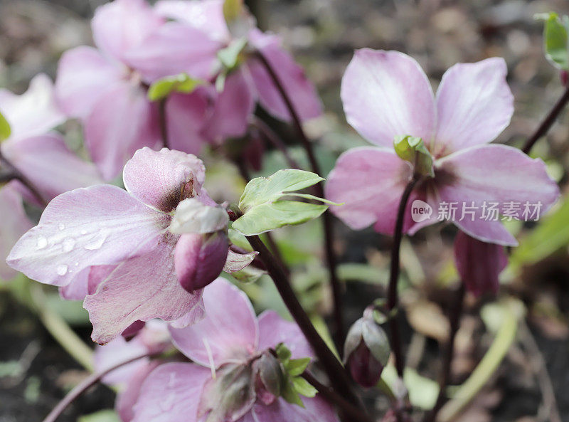 四旬期玫瑰(Helleborus orientalis)